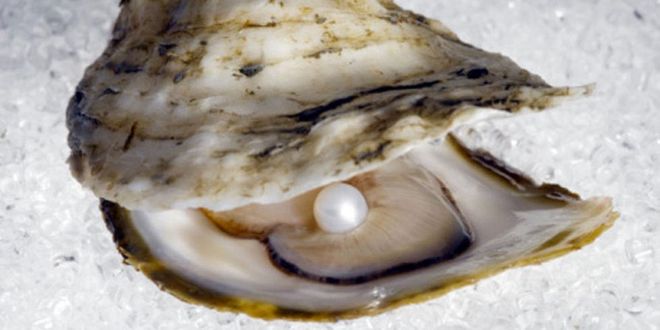 It takes 5 years for an oyster to produce a medium-sized pearl.
Photo: Getty