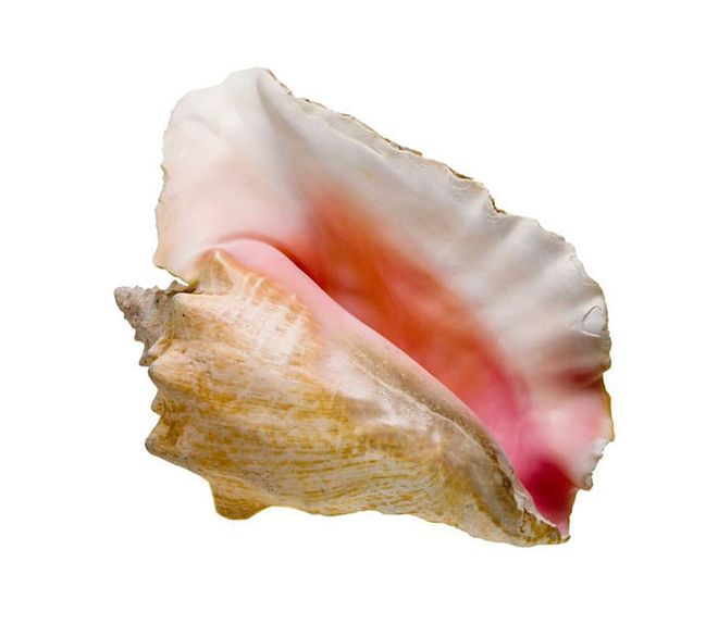 Four out of every 54,000 conch shells yield a cotton candy-colored conch pearl.
