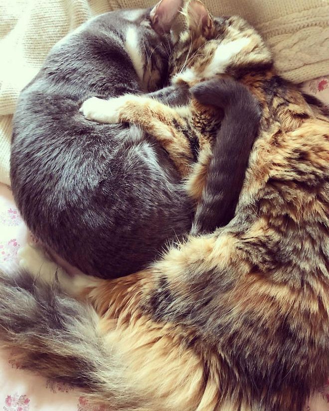 "Happy new year from Lucky and Peach. Wow, they really know how to snuggle."