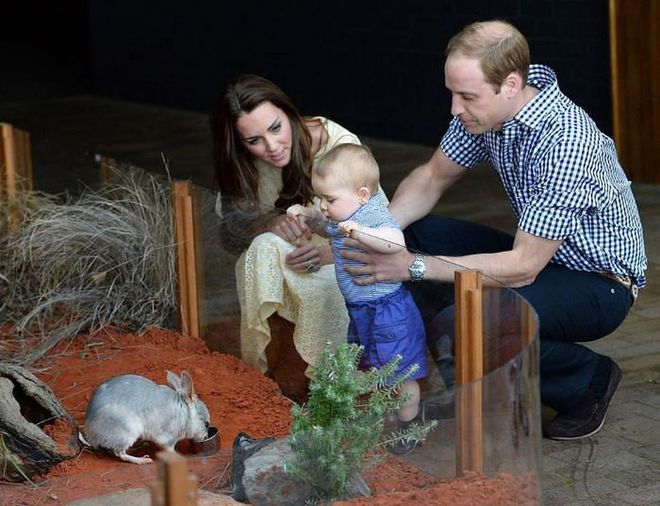 The parents show baby George a bilby who's also named George as they visit the zoo in Australia.

Photo: Getty