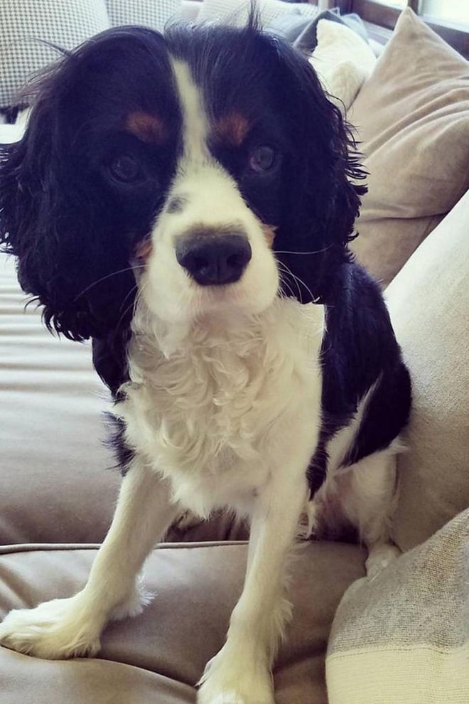 Say hello to Chance Rogers, the cute Cocker Spaniel Olivia Munn recently adopted. 
Follow him @chancerodgers12. Photo: Instagram
