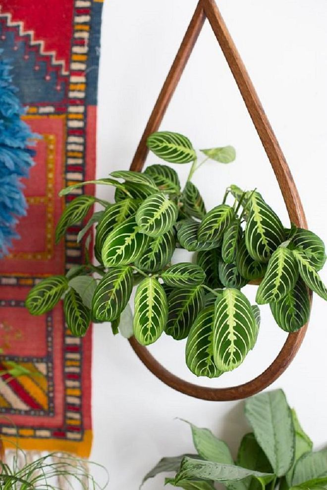 Speaking of greenery, the trend for houseplants continues to grow untamed. This year, the focus goes beyond monstera leaves, diversifying into plants with vivid foliage and pops of colour. Photo: Pinterest