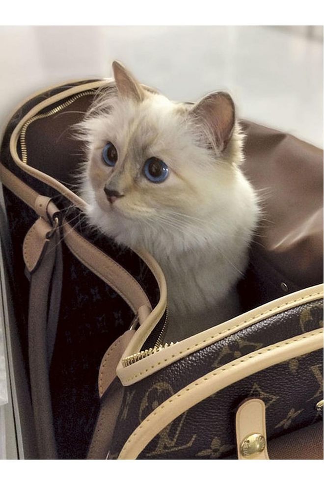 There aren't many more famous felines than Choupette, in whose honour the Twitter and Instagram accounts @ChoupettesDiary were created (the latter now has more than 82,000 followers). Lagerfeld once famously said in an interview with CNN: "I never thought that I would fall in love like this with a cat."