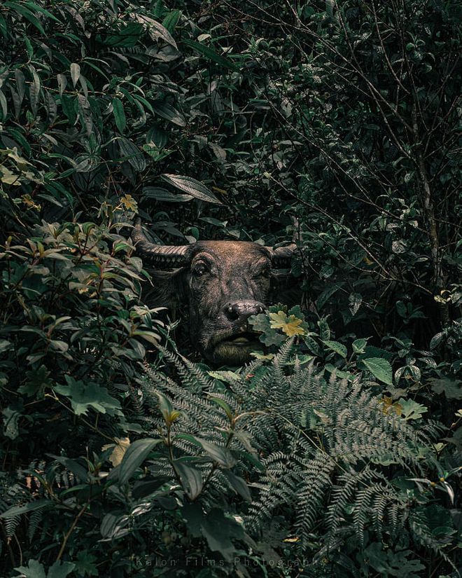 "I'm Here" is the image of a water buffalo as it peeks out from dense foliage with an expression that Venter describes as "a look as though it wanted us to help it". 