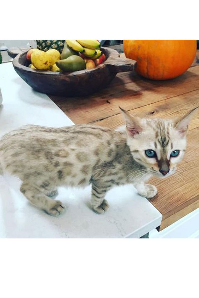 Wallace is a golden-brown rosetted Bengal who, along with his brother Lennon, has a cherished place in Ellie Goulding's heart. Photo: Instagram