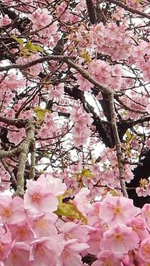 Cherry Blossom Experience With Walk Japan