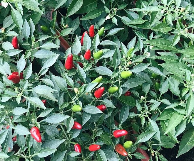 Kumquats and dragon heart limes might be de rigeur during CNY, but why not spice things up with another fruit - chilli? It's said to bring about flourishing careers and businesses, and can be used all year round. 