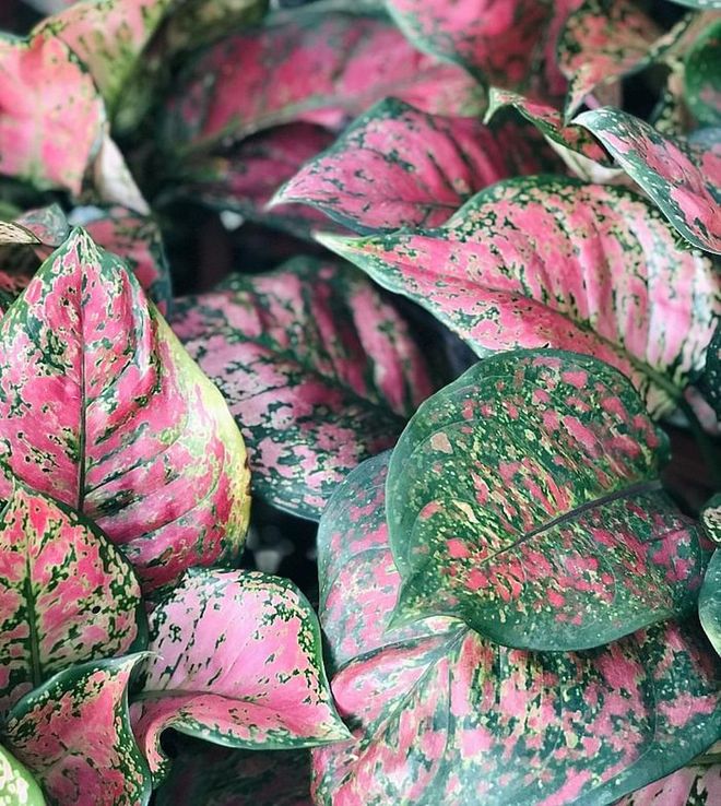 Also known as Chinese Evergreens, these ornamental plants with variegated leaves in red, pink and green have been cultivated for their luck for centuries in Asia. 