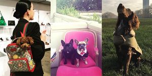 15 Adorable Celebrity Canines