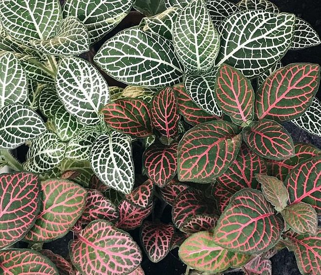 Known as the nerve plant thanks to its bright-veined (in white, pink or red) leaves, this is popularly used in terrariums and bottle gardens, and to brighten up office windowsills. 