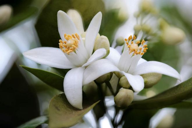 Properties: Orange blossom, also known as neroli, is famous for its astringent properties, making it perfect for those with oily skin. Those who enjoy the refreshing scent of citrus will also appreciate this, as it will rejuvenate lackluster senses with a single spritz, making you feel like you just stepped out of a spa.  (Photo: Getty)