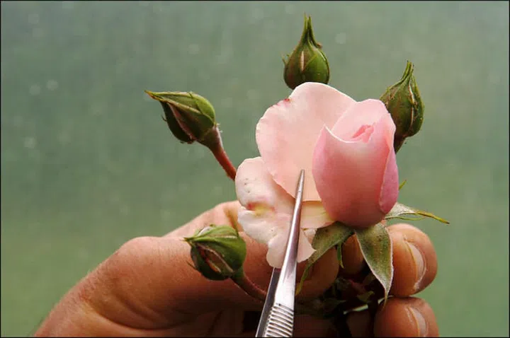 The scent of roses will envelop you in a luxurious blissful space. Its rich floral scent will harmonize, balance and prepare your health for the week ahead while you rest under the cozy covers of your bed. (Photo: Getty)