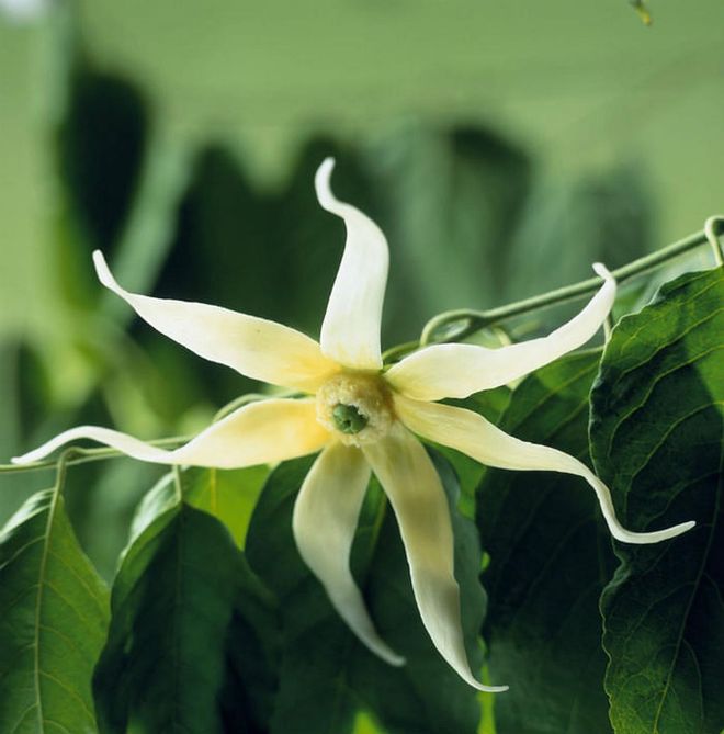 Ylang Ylang's scent puts a spring in your step by promoting confidence and happiness. Its floral, balsamic fragrance will lift your spirit with a single whiff, just in time for you to enjoy the weekend. (Photo: Getty)