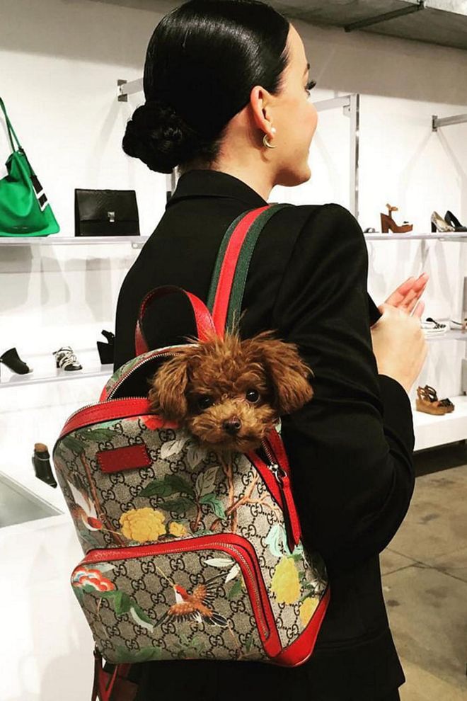 Katy Perry's mini pup loves shopping trips and traveling alongside in Gucci backpacks.
Photo: Instagram