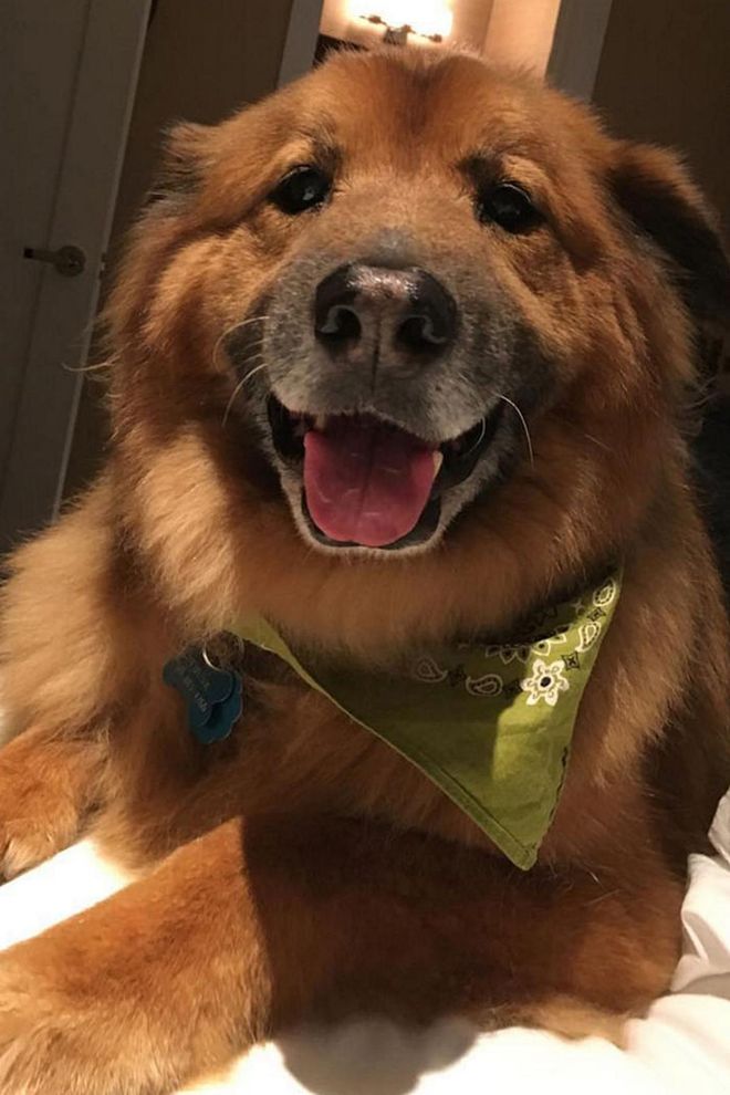 An avid dog lover, Chelsea Handler adopted this German Shepherd chow mix from a rescue shelter in 2009. Chunk can be spotted flying first class with Handler and even made regular appearances on her late night show.
Photo: Instagram