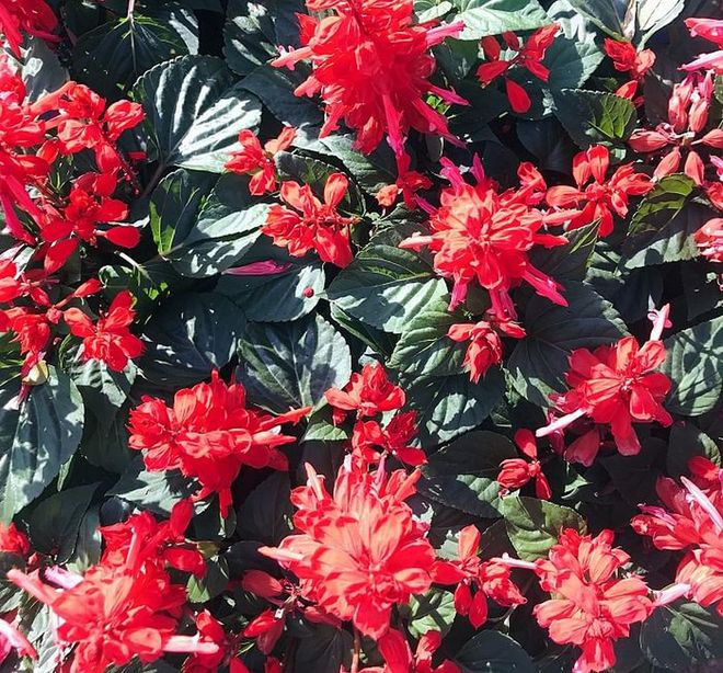 Named after the Latin word "salvare", which means "to heal" and "salvere" meaning "to be healthy", this plant adds a vivid pop of red and is rife with meaning too. 
