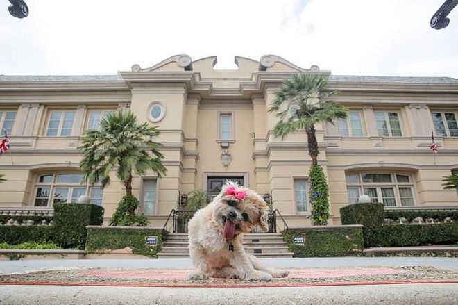 Now this is the Shih Tzu of Beverly Hills. When Insta-famous Marnie the Dog relocated from New York City to Los Angeles, she checked into an 8-bedroom, 10-bathroom Beverly Hills mansion complete with a sprawling lawn with fresh grass, poolside lounge area and a butler. The compound is $5,000 per night. To help senior dogs like Marnie (who, now 13 years old, was a rescue pooch at age 11) find homes, Airbnb made a donation to Muttville, a San Francisco charity for older dogs. 