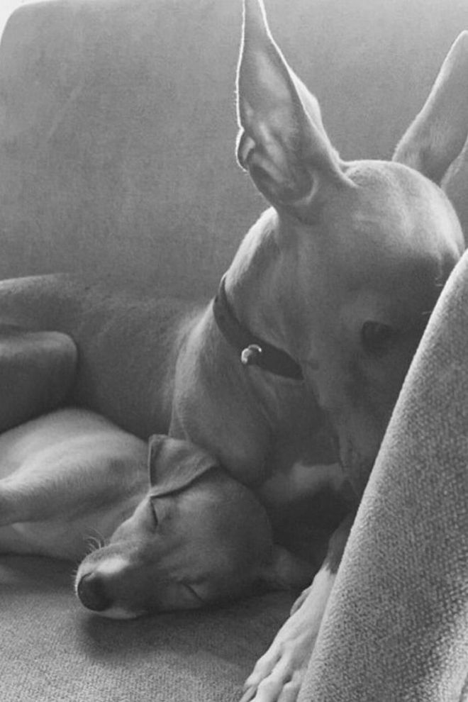 Kylie Jenner's dogs Bambi and Norman are BFFs. See all of the cute action @normieandbambijenner.
Photo: Instagram
