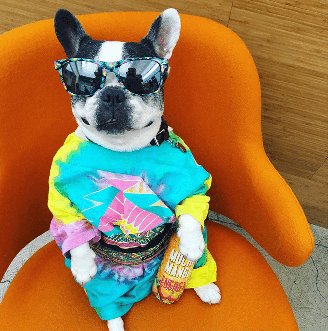 This adorable French bulldog belongs to none other than our fave celebrity photographer, Yu Tsai! And between posing with some of the biggest models in the fashion industry (Kate Upton!), Soy has got a very busy schedule making appearances at Coachella too! Follow him at @soy_the_frenchie or on Yu Tsai's Instagram, @yutsai88.
Photo: Instagram