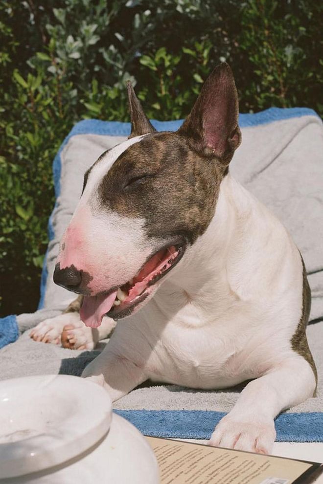 When your owner is Marc Jacobs, it only follows that you have impeccable taste and style. Laying poolside and going to photo shoots are the many perks for cool bull terrier @nevillejacobs.
Photo: Instagram