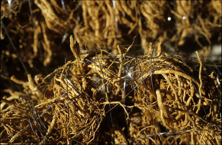 Vetiver's woody and herbal scent is known to calm and balance the nerves, warding off signs of fatigue and lethargy as the weekend approaches. (Photo: Getty)