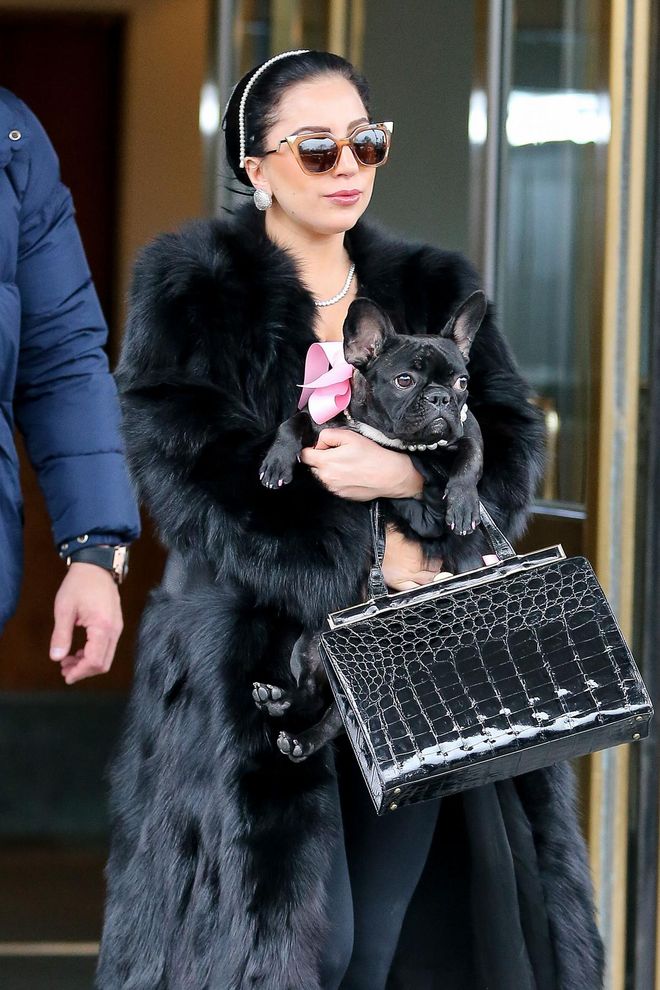 Lady Gaga and her dog Asia spotted matching headbands while their leaving in New York City.
<P>
Pictured: Lady Gaga
<P><B>Ref: SPL916702  221214  </B><BR />
Picture by: Santi/Splash News<BR />
</P>
<P><B>Splash News and Pictures</B><BR />
Los Angeles:	310-821-2666<BR />
New York:	212-619-2666<BR />
London:	870-934-2666<BR />
photodesk@splashnews.com<BR />
</P>