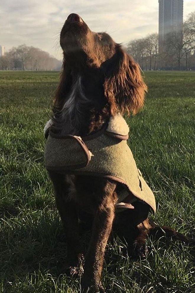 As the newest member of the Beckham clan, the charming Cocker Spaniel loves playing ball with proud parents Victoria and David Beckham. See more of his adventures here: @olivebeckham23.
Photo: Instagram