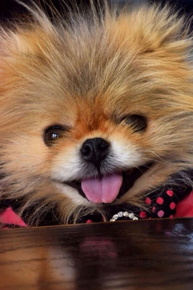 Lisa Vanderpump's famous Pomeranian Giggy is uber chic and always dressed to the nines. Get the insights of his fabulous life @giggyvanderpump.
Photo: Instagram