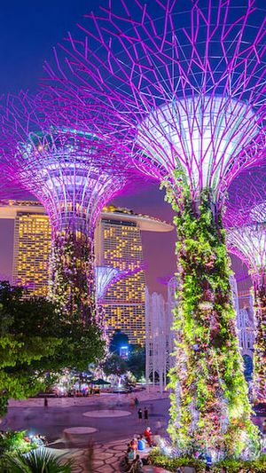 Illuminated Supertrees and Skywalk in Gardens by the bay in Singapore at night. (Photo: Getty Images)