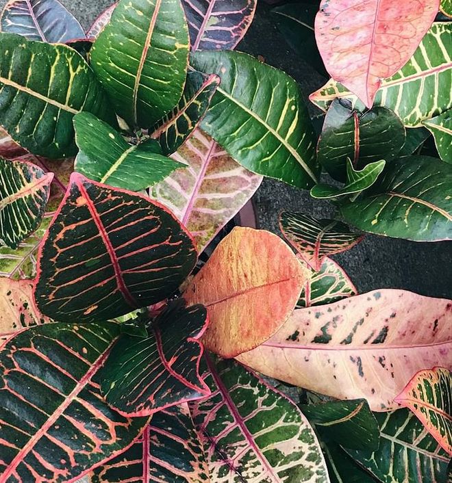 Another variegated leaf beauty, the plant's occasional changing colours are said to  symbolise change. 