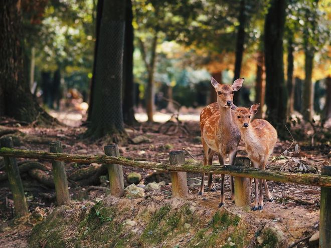 Another heritage-listed UNESCO site, Nara was the Japanese capital during the 8th century and still possesses some important temples and artworks dating back to this period. The city’s most famous residents are the deer which roam freely around Nara park, which also houses two important Shinto shrines — Todai-ji and Kasuaga Taisha. Photo: Shutterstock