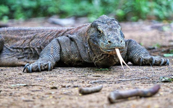 Fresh off your hiking and snorkeling trip at nearby Padar Island, you should visit Komodo National Park. As your non-traditional zoo, you'll see komodo dragons roam around in the wild. 
Photo: Getty
