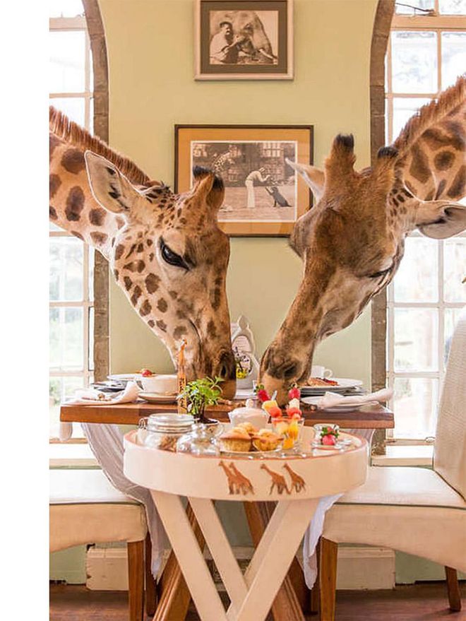 Photo: Giraffe Manor